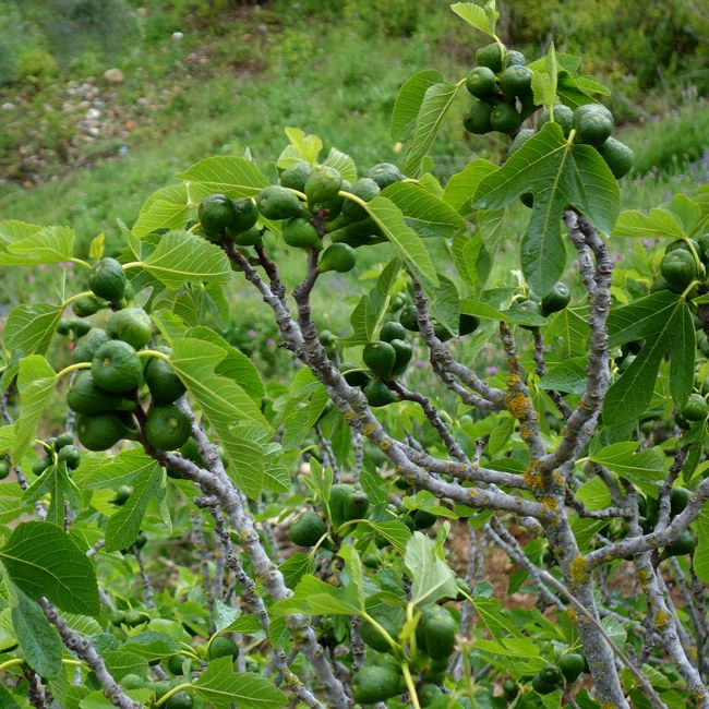 ミカンの木だけではなく、イチジクも沢山なっていました。<br />ドライフルーツでイチジクはよく見かけます。
