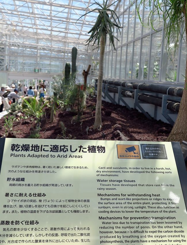 神代植物公園5 6 大温室 リニューアルオープン 珍しい植物1300種も展示 調布 狛江 東京 の旅行記 ブログ By マキタン2さん フォートラベル 神代植物公園5 6 大温室 リニューアルオープン 珍しい植物1300種も展示 調布 狛江 東京 の旅行記 ブログ By マキタン2さん フォートラベル