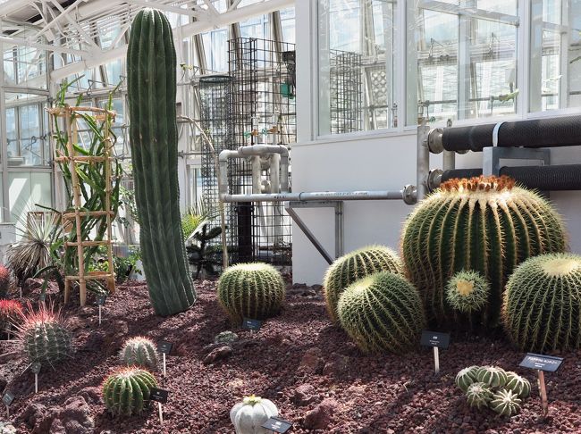 神代植物公園5 6 大温室 リニューアルオープン 珍しい植物1300種も展示 調布 狛江 東京 の旅行記 ブログ By マキタン２さん フォートラベル