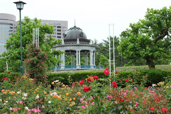 鶴舞公園近くの地下鉄駅で集合。<br /><br />雨天決行の予定で、朝から雨、次第に曇りの予報でしたが、いつもより少ない１２名が集まりました。<br /><br />バラ園に来て。<br />背後の建物は、名大病院。