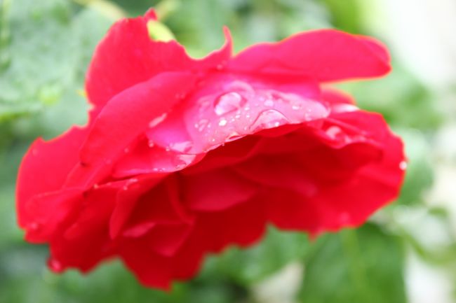 まだまだきれいなのがありました。