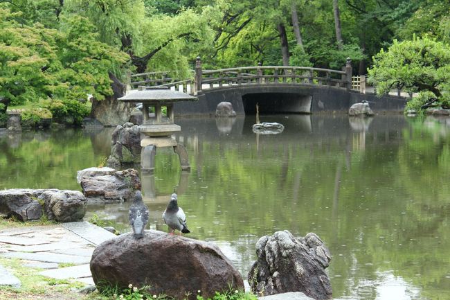 鳩のつがいでしょうか、じっとして動きません。