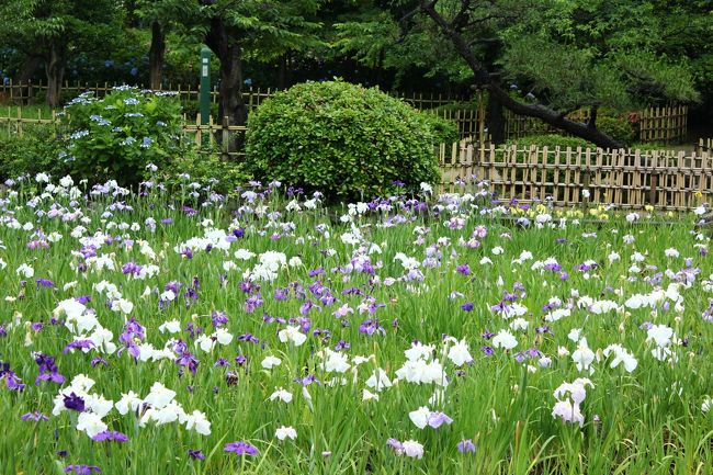 鶴舞公園は、過去山歩会で歩きましたが、菖蒲園は初めてです。<br /><br />ご覧のとおり、もう終盤で残念！