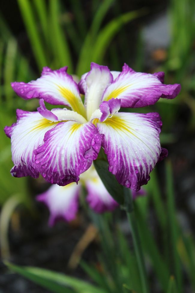 リーダーも私も夢中で撮りましたが、近いところにきれいな花は少なかったです。