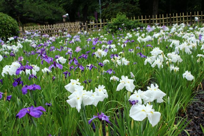 一回りして、あじさいロードに向かいます。<br /><br />咲いてるかな。