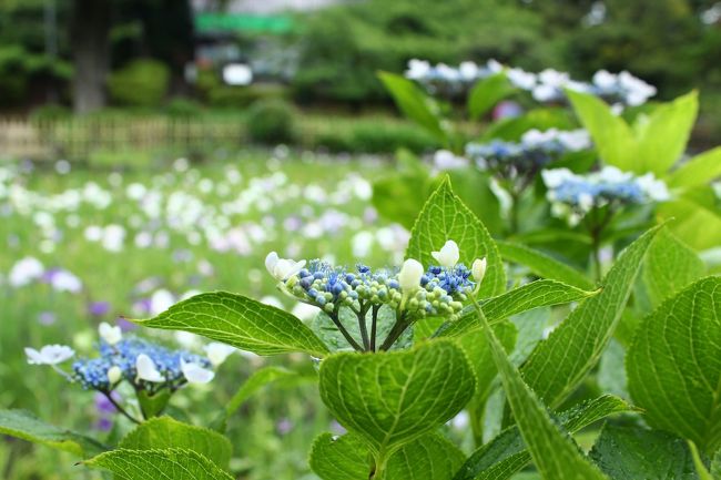 ガクアジサイがショウブの縁に。
