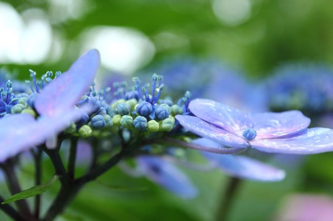 雨がまだ降っているので、あじさいが輝いてます(^^♪
