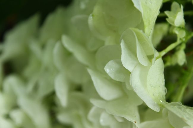 西洋系カシワバアジサイ。