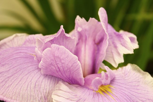 カキツバタとショウブの違いを勉強しました。<br /><br />ショウブは、見てのとおり、花びらに黄色の線が。<br /><br />カキツバタには、白い線が入っている。