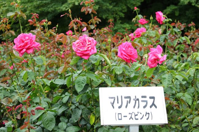 地下鉄に乗って、庄内公園に移動。<br />勿論、ドニチエコきっぷを使用して。<br /><br />雨がぱらぱら降ってきたので、屋根付きの休憩所で昼食。<br />ゆっくり休憩して、また歩きます。<br /><br />バラ園に来ました。<br />雨なので喜んでるみたい(^^♪<br />