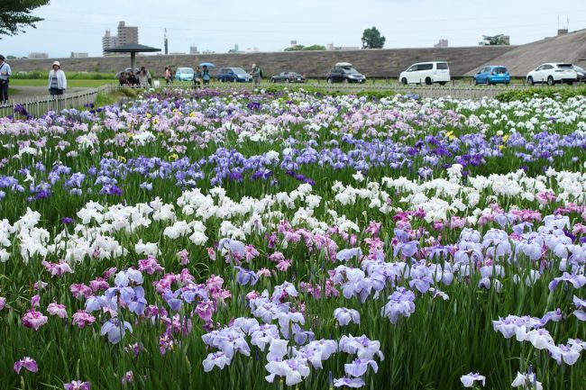 菖蒲園に来ました。<br /><br />ここの菖蒲園も初めてですが、広くて沢山咲いている〜♪<br /><br />でも車が入っちゃうね。