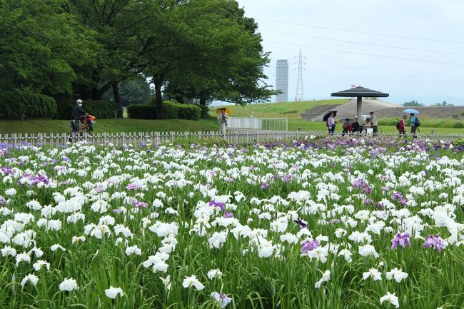 リーダーと私以外の皆さんは、東屋で休憩。<br /><br />鶴舞公園とは大違いで、咲きっぷりが見事です。
