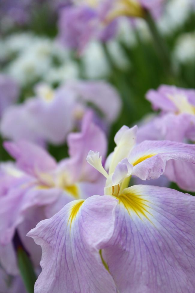 この優しい色合いに魅かれて。