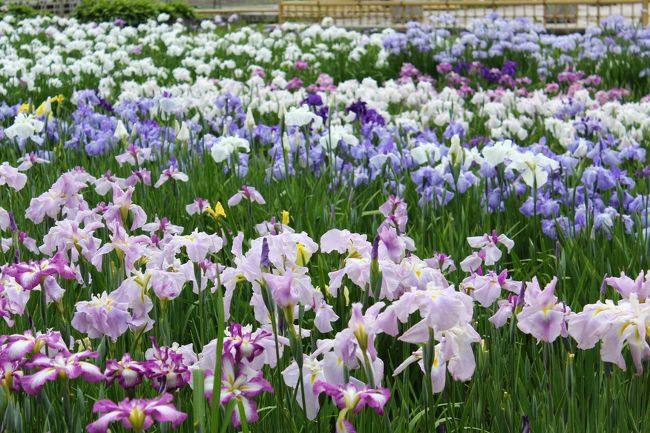 リーダー曰く、お天気が良くないから人がこんな程度なんだけど、普通はもっと多いよ〜と。