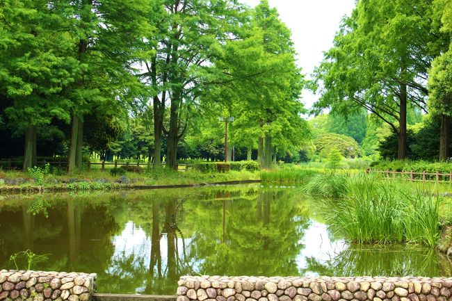 幸い雨も止んできました。<br /><br />池の周りをぐるりと歩いたら、雨上がりの新緑が眩しかった。