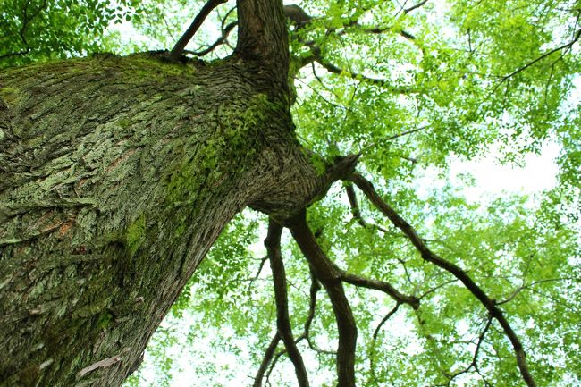 薄日もさしてきたので、大きな木の下でおやつタイム。<br /><br />いつものようにお菓子の交換で盛り上がり、楽しい時間でした。