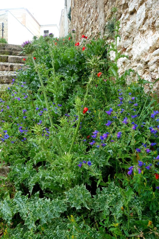 野草が咲き放題。