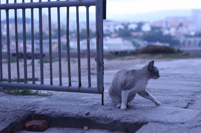 おやおや！猫ちゃんです。