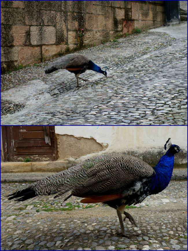 その後もロンダの旧市街をウロウロしていたら、目を疑う光景が。<br />目の前にクジャク、それも堂々とした有様で近づいても逃げる気配が全くない。<br />実はまだアップできていないこの旅の2か月前に行ったスリランカでも、<br />クジャクとは遭遇してまして。<br />羽を広げないのでメスかと思われます。