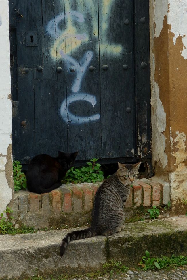 クジャクの後は猫ちゃん。いつか日本のカリカリを持参して、<br />海外の猫ちゃんの飛び付きようを確認したいんですが。