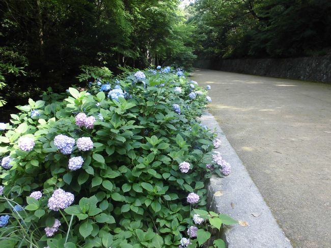 甲山とモリアオガエルとそして仁顕王妃のこと 西宮 芦屋 兵庫県 の旅行記 ブログ By ソウルの旅人さん フォートラベル 甲山とモリアオガエルとそして仁顕王妃のこと 西宮 芦屋 兵庫県 の旅行記 ブログ By ソウルの旅人さん フォートラベル