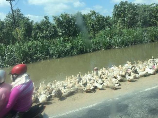 車窓から面白い風景が見あれます、アヒル（ガチョウ？）の群れが歩いていました。