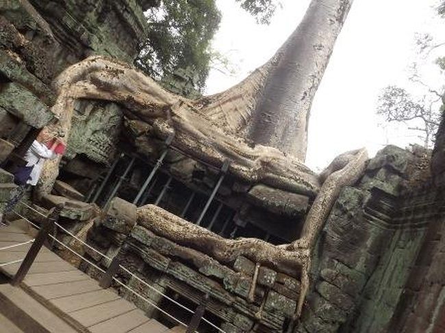 こちらが、タプロームと呼ばれている遺跡。自然の樹木の巨大な根っこが、大蛇のように遺跡を時をかけて破壊しているようです。