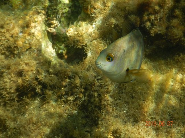 愛嬌のあるお顔。