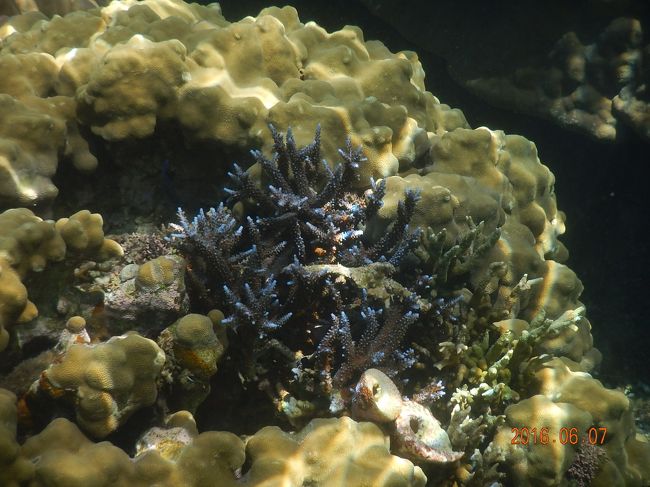 珊瑚は意外に少ないような・・・