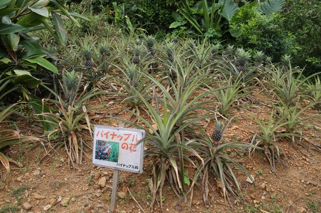 パイナップル