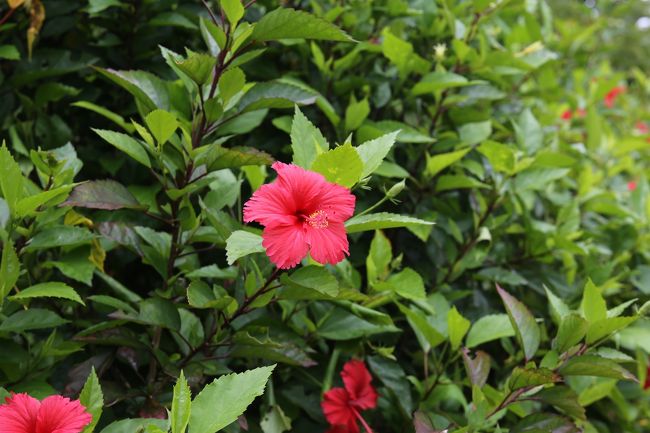 ハイビスカス