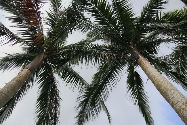 ヤエヤマヤシ群落