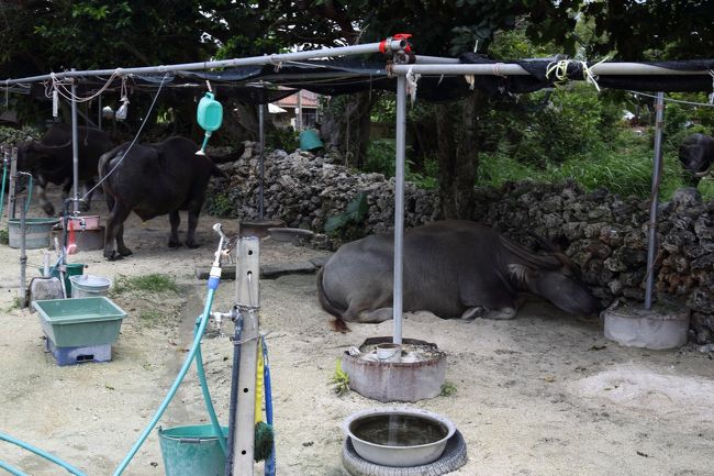 念願の水牛車へ