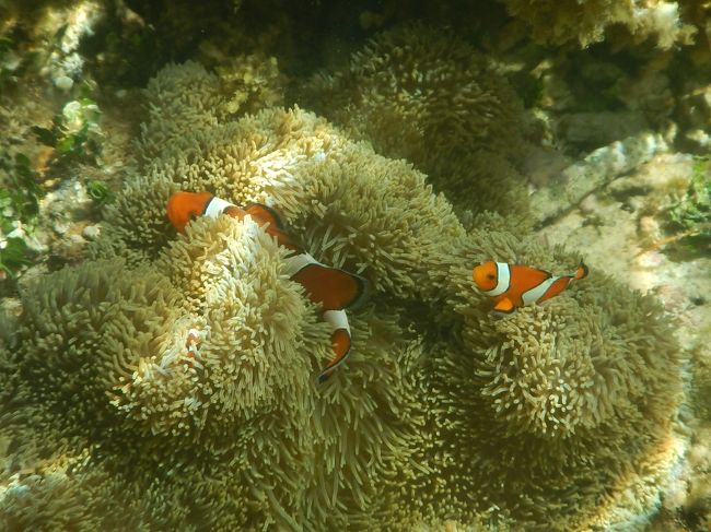 いました〜！！　カクレクマノミ