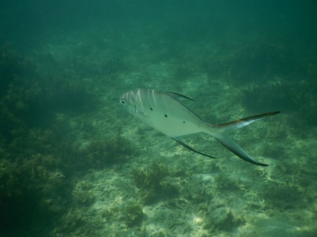 このお魚が怖いくらい近寄ってきて離れません(・_・;)<br />餌をもらおうとしているのかも。