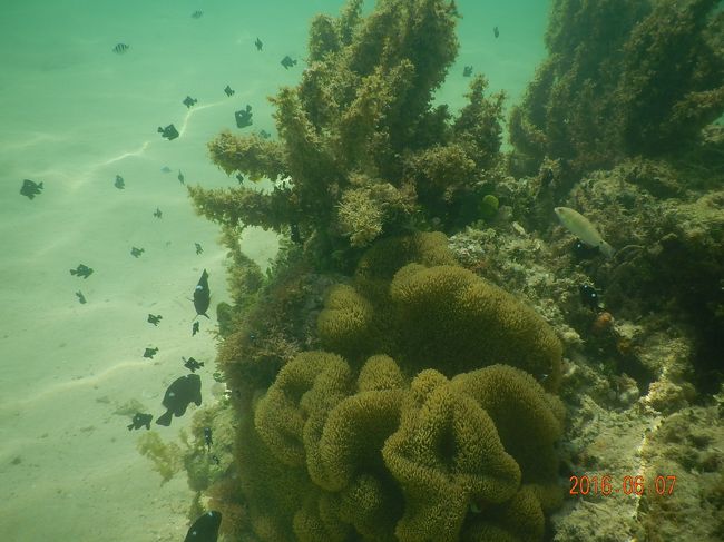 波打ち際すぐの所は小さいお魚達の住み家。<br />