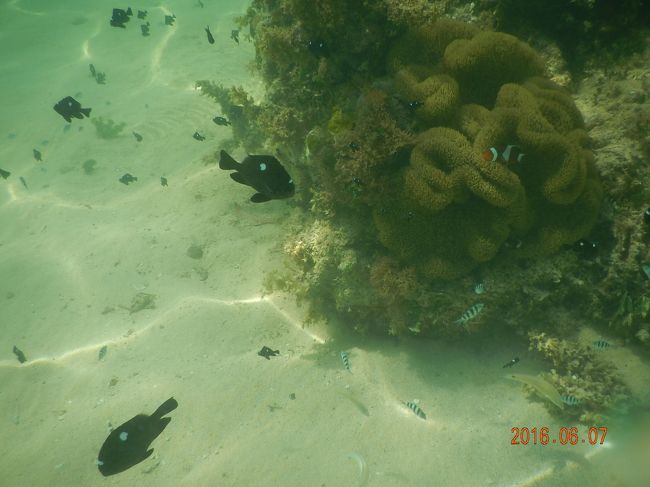 よ〜く見るとイソギンチャクの中にカクレクマノミの姿が見えます。