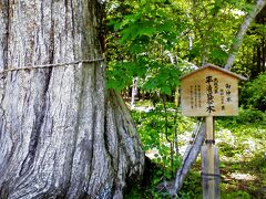 平家の里の道路向かいの駐車場に「平清盛公の御神木」が有ります。