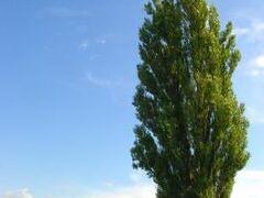 白金青い池に向かう前に、美瑛のパッチワークの路に点在しているCMなどで使われた有名な木々もさらりと見て。
日産スカイラインのCMに使用されたポプラの木「ケンとメリーの木」。
