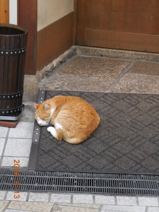 この子は、商店街内のあるお店にずっといました。<br />看板猫ですね。
