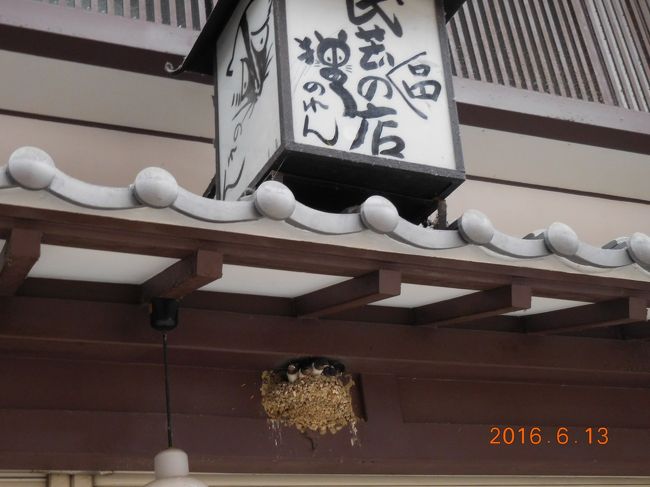 商店街の中も含め、ツバメを沢山みました。<br />安心して暮らせるようです