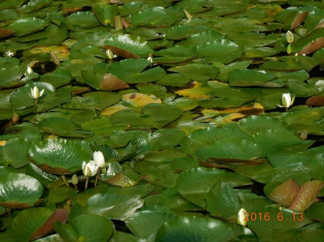 蓮が沢山。