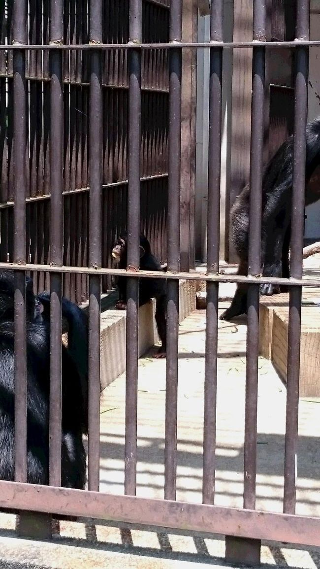 ちっちゃいです。<br />ママかな？？いつも大事そうにすぐだっこしてました。<br />