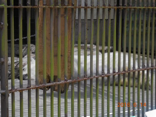 ピースにやっとあえたけど、もっと早く会いたかった。<br />大きくなったね・・・ピース。<br />気持ちよくお昼寝中。