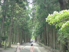 杉林が荘厳です