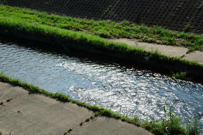 朝日を映す山科川　キラキラ輝いています！