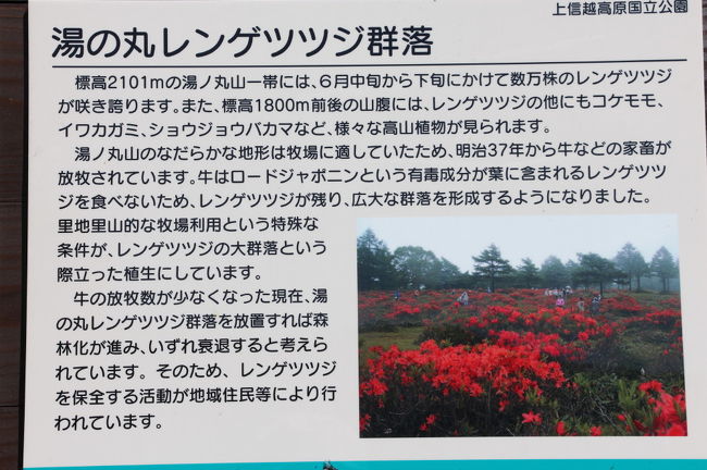 湯の丸高原のレンゲツツジ 軽井沢 長野県 の旅行記 ブログ By アトムさん フォートラベル 湯の丸高原のレンゲツツジ 軽井沢 長野県 の旅行記 ブログ By アトムさん フォートラベル