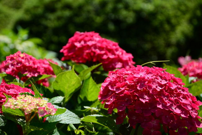 真っ赤な紫陽花