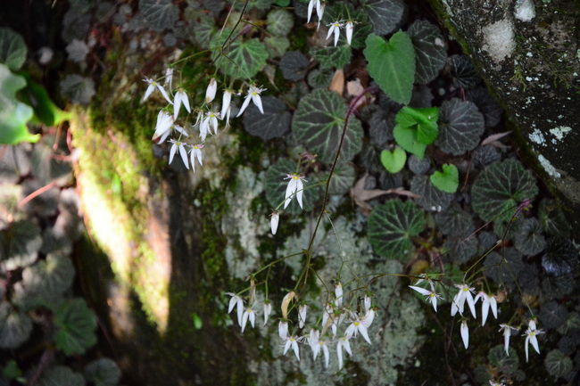 そばにはユキノシタ<br />ダイモンジゾウでありません　私間違えましたm(_ _"m)ﾍﾟｺﾘ