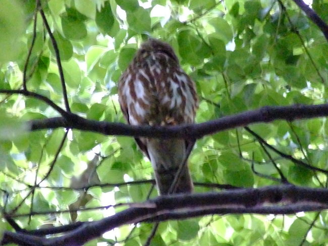 宗像神社の近くの木にいるのがアオバズク<br />撮影出来ましたが時間が19時を過ぎこれ以上は無理だな